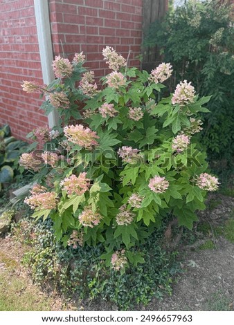 Oak leaf hydrangea in the Spring time