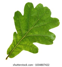 177,430 Oak leaf isolated Images, Stock Photos & Vectors | Shutterstock