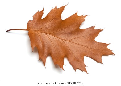 Oak Leaf Isolated On White Background