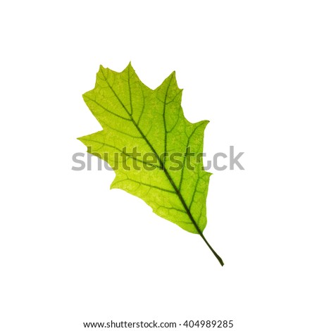 Oak leaf isolated on white background
 