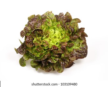 Oak Leaf Lettuce