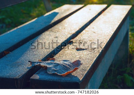 Oak leaf lying on the bench in the Park .