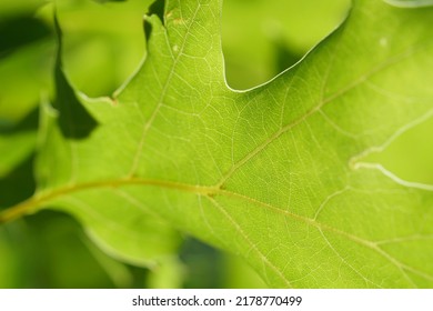 Oak Leaf Macro In The Sun