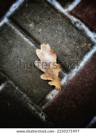 Similar – Image, Stock Photo A very special leaf