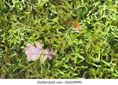 Oak leaf on moss