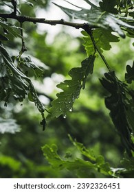 Oak leaf on a tree after rain, water droplets on the leaf, sunshine