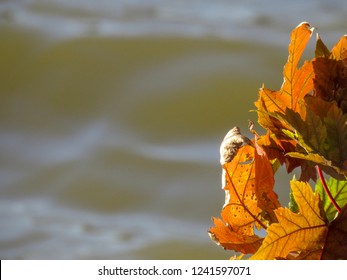 Oak Leaf Showing Its Autumn Colors In November, At Bob Woodruff Park, Plano, Texas