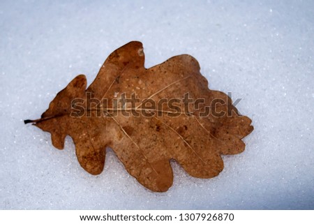 oak leaf in the snow
