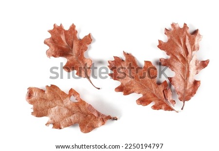 Oak leaves in autumn isolated on white background, top view