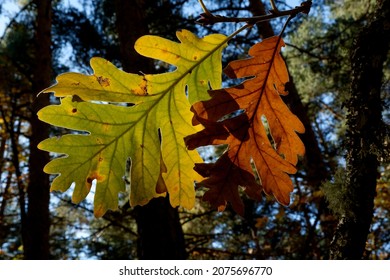 Oak leaves in autumn sunset. natura 2000 - Shutterstock ID 2075696770