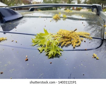 Oak Leaves With Pollen Grains On Top Of Blue Car