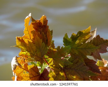 Oak Leaves Showing Their Autumn Colors In November, At Bob Woodruff Park, Plano, Texas