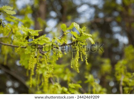 Oak leaves in spring. a group of branch ends. young growing leaves with soft pubescence.