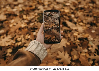 Oak leaves through the phone screen. The girl holds the phone in her hand and takes a picture of the brown autumn leaves of the oak tree. Wallpaper on the screen, screensaver. - Powered by Shutterstock