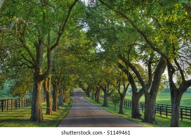 Oak lined lane in summertime