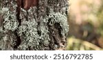 Oak moss (Evernia prunastri). Oak trunk covered with lichen. Cracked oak bark close-up and lichen. Drying of the tree. Damaged bark on the tree trunk, details. Moss