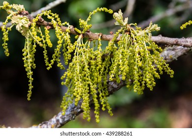 Oak Pollen