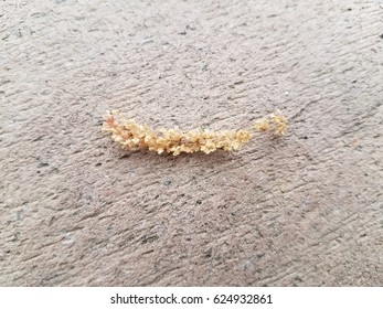 Oak Pollen On Composite Wood