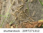 An Oak processionary caterpillar nest and web in procession on an oak tree