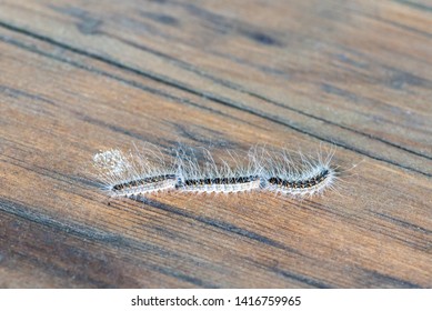 Processionary Caterpillar High Res Stock Images Shutterstock