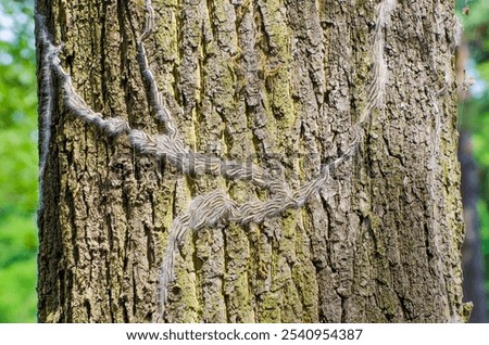 Oak processionary moth attacks oak trees in summer