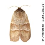 Oak processionary moth (Thaumetopoea processionea) isolated on white, top view
