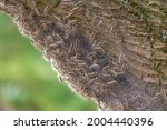 Oak processionary nest on tree in the forest, Thaumetopoea processionea is a moth whose caterpillars, These stinging hairs can cause itching, bumps and eye complaints, Eikenprocessierups, Netherlands.