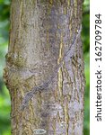 The Oak Processionary (Thaumetopoea processionea) caterpillars on the move on a tree in spring in the Netherlands. 