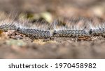 Oak processionary (Thaumetopoea processionea) caterpillars in a row on procession in june, the Netherlands