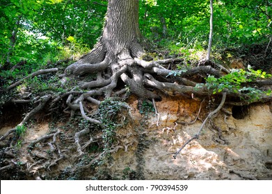 oak, roots, trunk, zuid-limburg, mergel, marlstone, netherlands