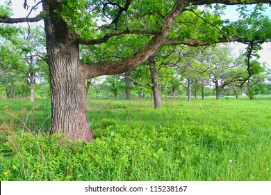 Oak Savanna In Illinois