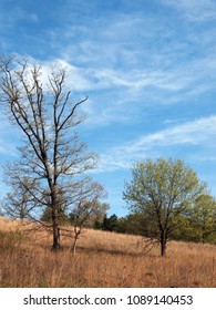 Oak Savanna In The Spring. Taken In Wisconsin.