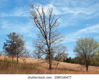 Oak Savanna In The Spring. Taken In Wisconsin.