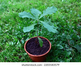 Oak Seedling In A Flower Pot.