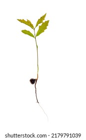 Oak Seedling Growing From Acorn On White Background