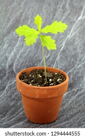 Oak seedling on its way to the tree