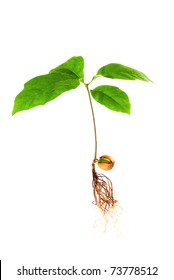 Oak Seedling With Roots On An Isolated White Background