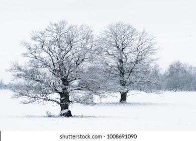 Oak In Snowy Day