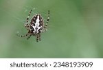 Oak spider (Aculepeira ceropegia): A fascinating orb-weaving black and white spider. Summer season