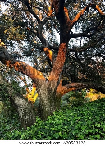 oak tree