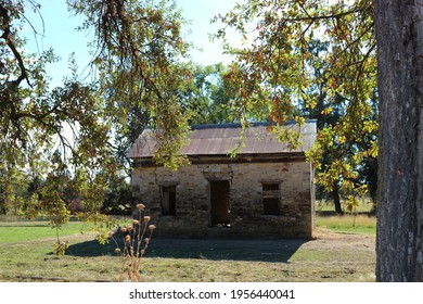 Oak Tree With Abandoned Stone House In Background Sunny Day Gold Country California