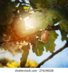 Oak Tree And Acorn