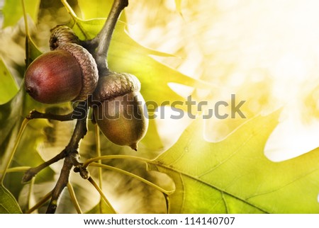 Oak tree and acorns with copyspace