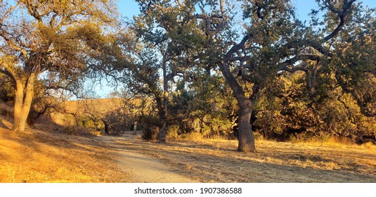 Oak Tree In Agoura Hills California