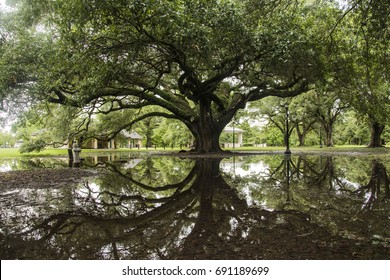 Oak Tree In Audubon Park