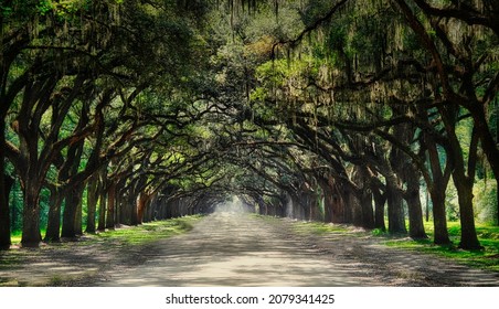 Oak Tree Avenue In Historic Wormsloe Plantation Near Savannah, Georgia