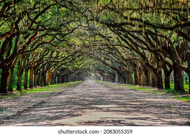 Oak Tree Avenue In Historic Wormsloe Plantation Near Savannah, Georgia