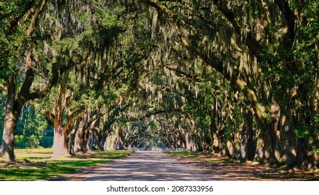 Oak Tree Avenue In Historic Wormsloe Plantation Near Savannah, Georgia