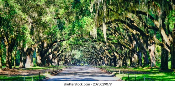 Oak Tree Avenue In Historic Wormsloe Plantation Near Savannah, Georgia