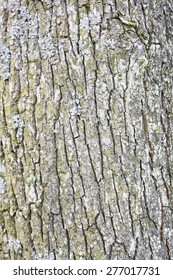 Oak Tree Bark